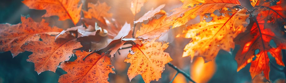 Autumn leaves in mist