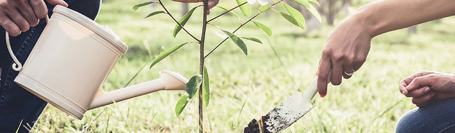 Couple planting tree together