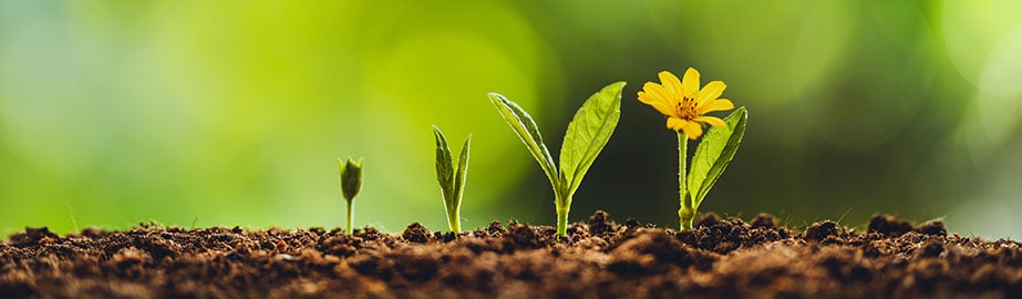 Yellow flower growing in sunshine near small seedlings