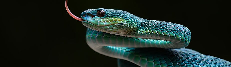 Green snake on black background.